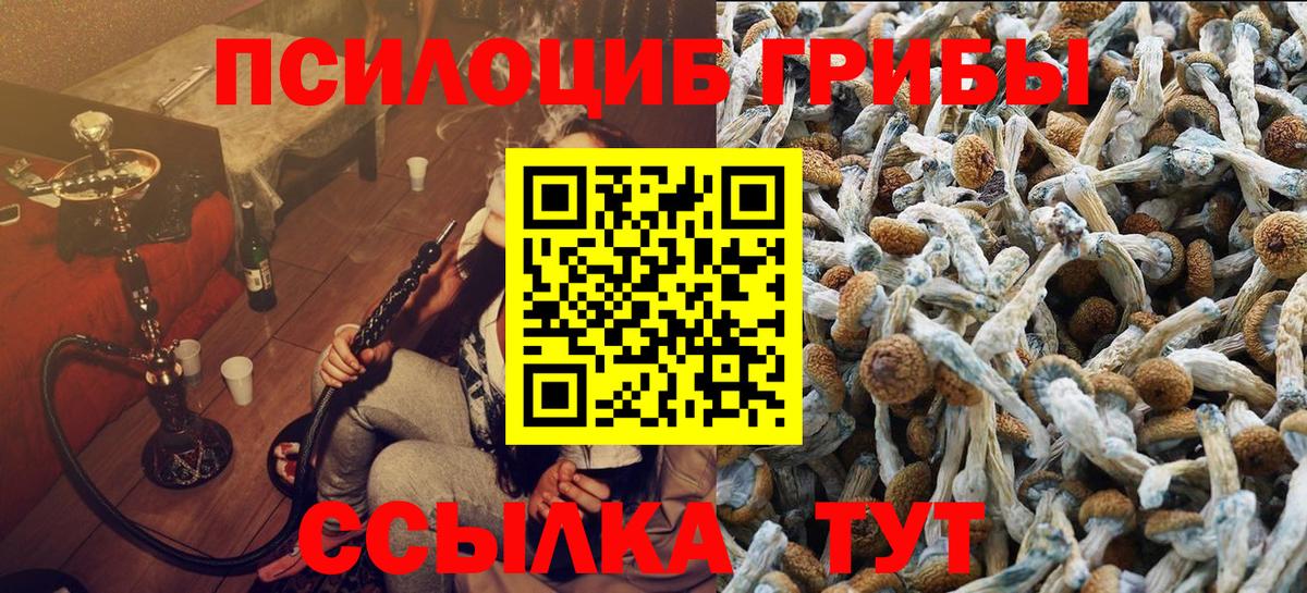 Галлюциногенные грибы Psilocybe Тулун
