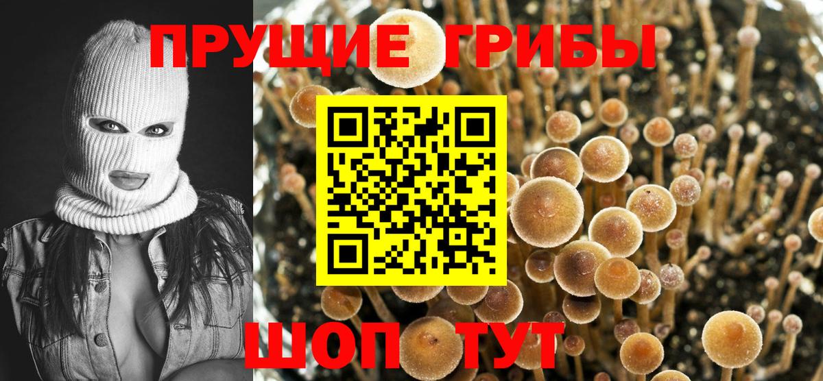 Псилоцибиновые грибы мицелий  Псилоцибиновые грибы MAGIC MUSHROOMS  Тулун  Вход с VPN 